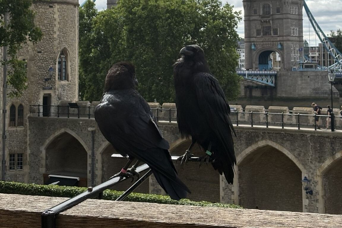 ロンドン塔のカラス